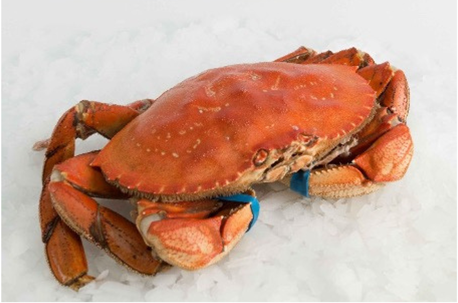 Frozen Whole Cooked Dungeness Crab