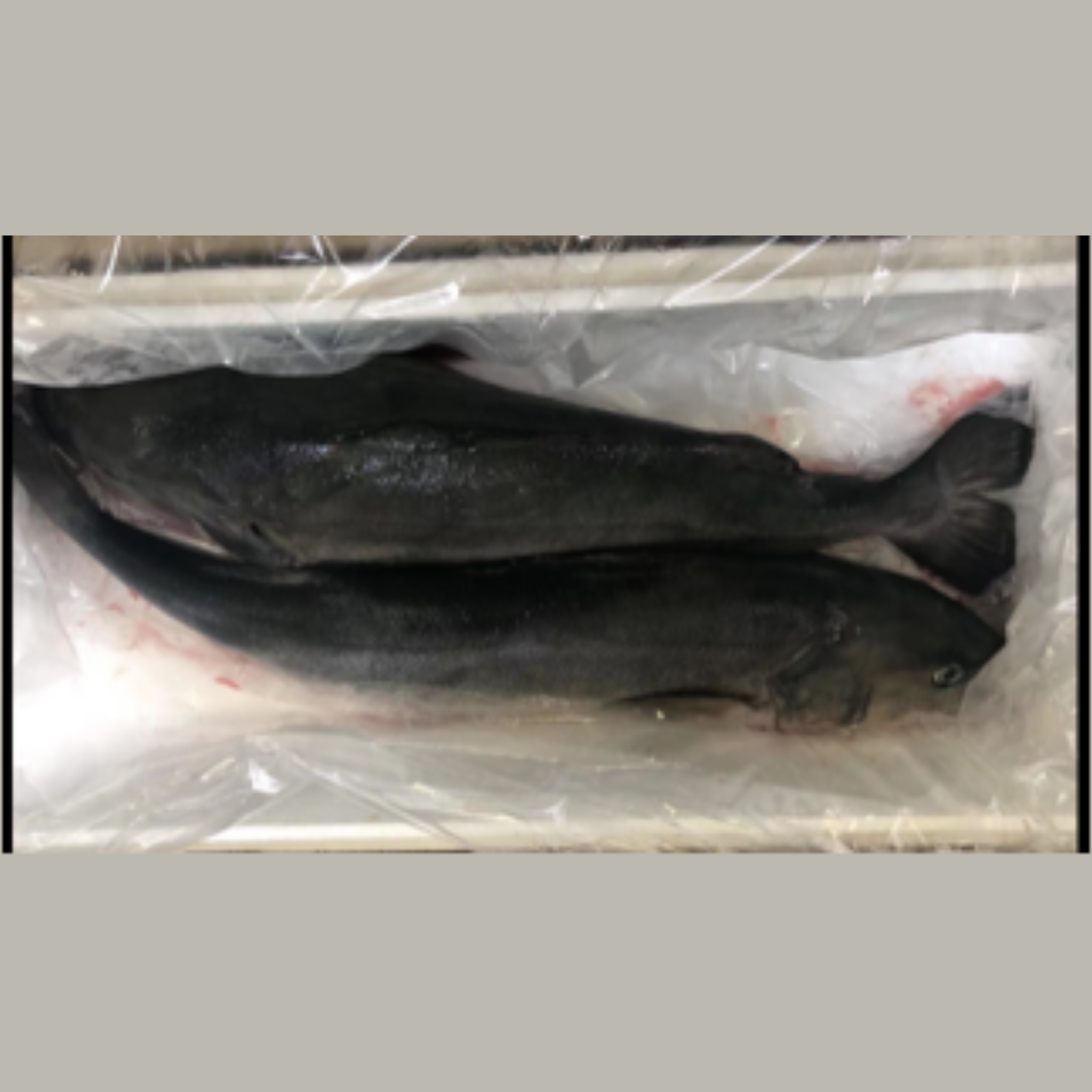 Fresh Farmed Black Cod