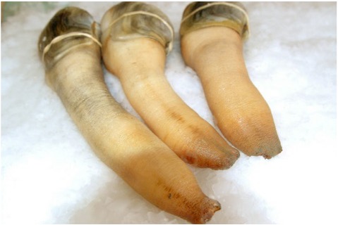 Farmed Geoduck