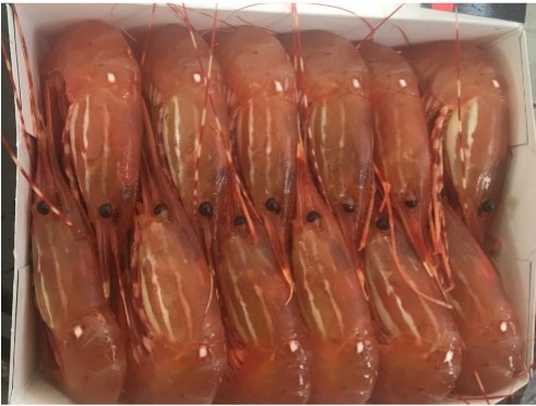 Frozen Spot Prawn