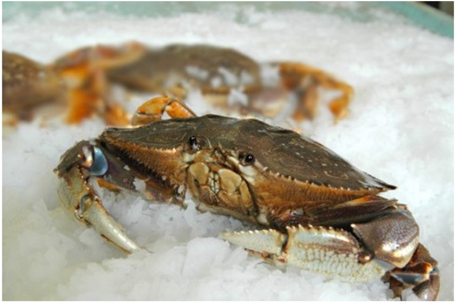 Dungeness Crab