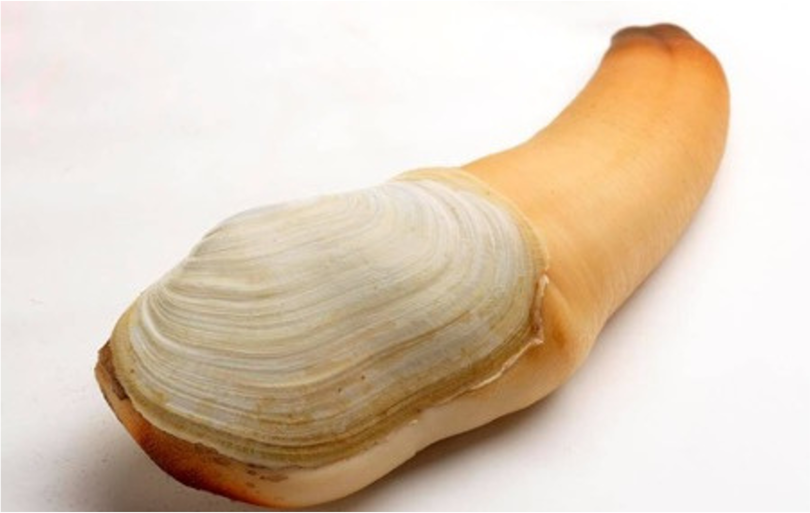 Geoduck