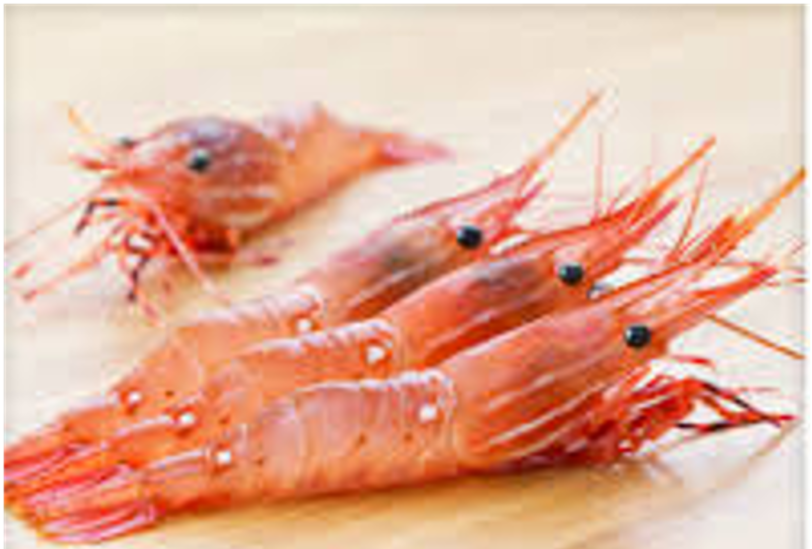 Spot Prawn