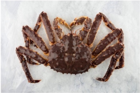 Live King Crab