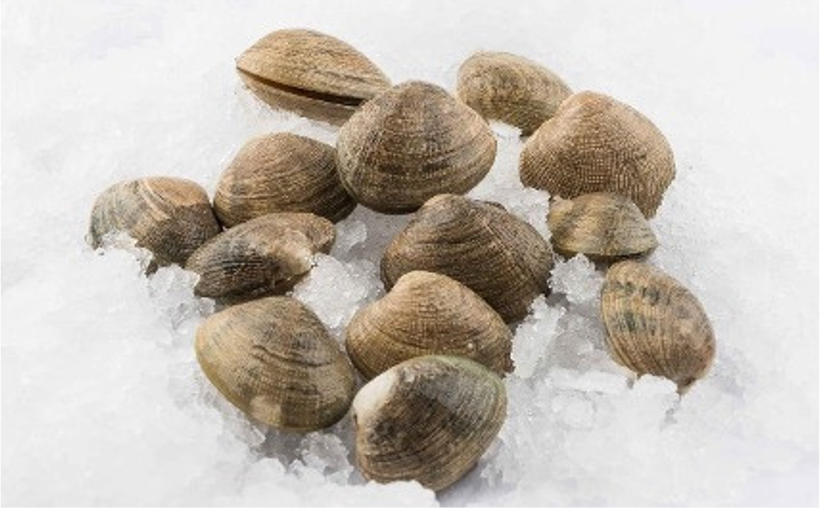 Manila Clam