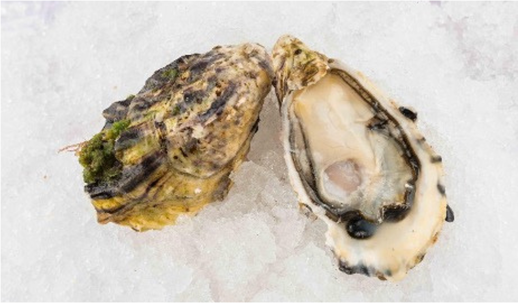 Pacific Oyster