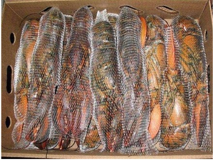 Frozen Whole Raw Canadian Lobster