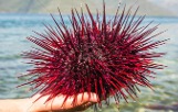 Live Red Sea Urchin