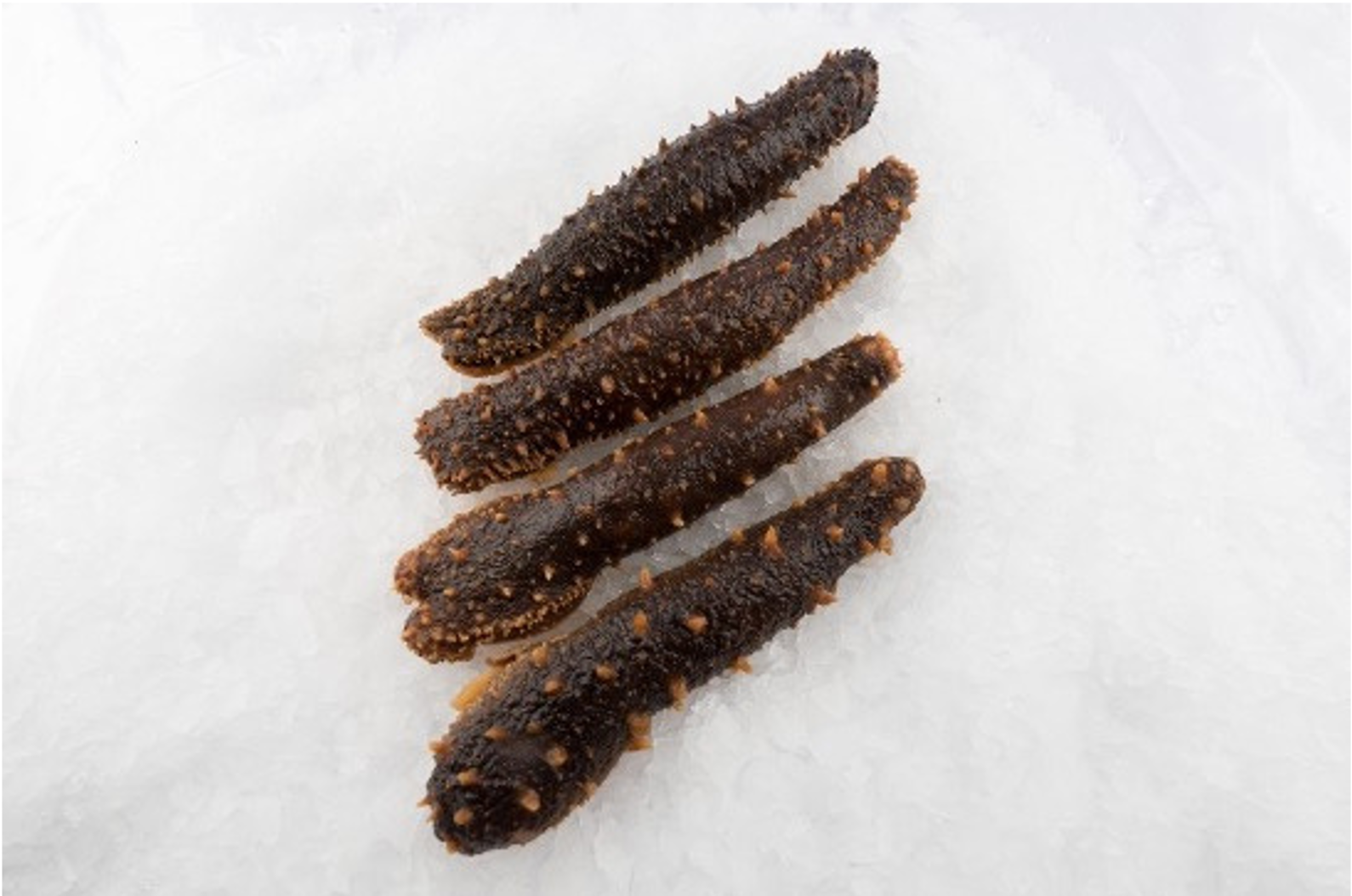 Sea Cucumber