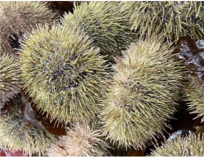 Green Sea Urchin